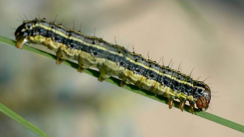 ‘Extremely destructive’ armyworm caterpillars have declared war on Texas