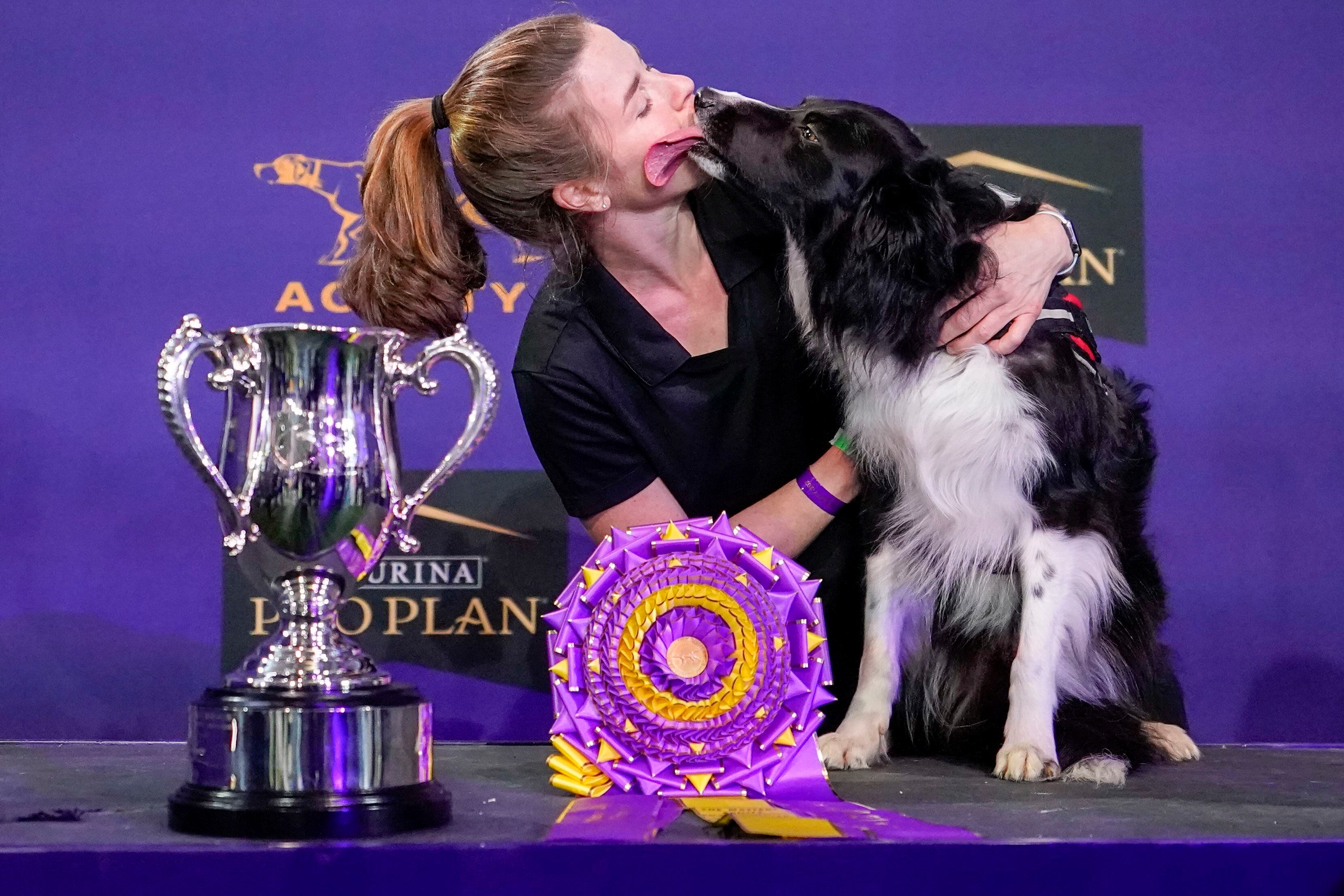 Westminster dog show agility 2024 2019