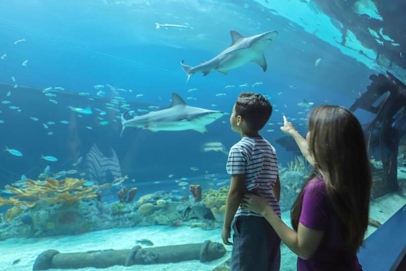 Texas State Aquarium named one of the best in the nation by USA Today - FO22JWC3R5HNVMON4UT2ZFLYIQ