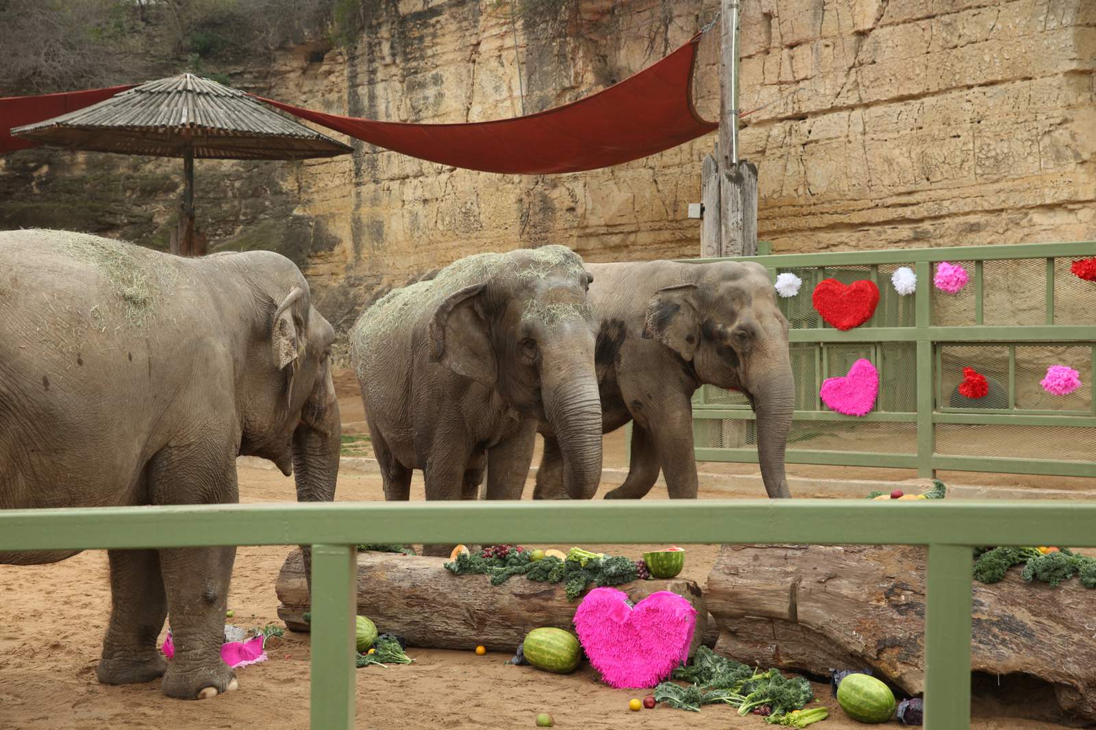 San Antonio Zoo celebrates elephant’s 60th birthday