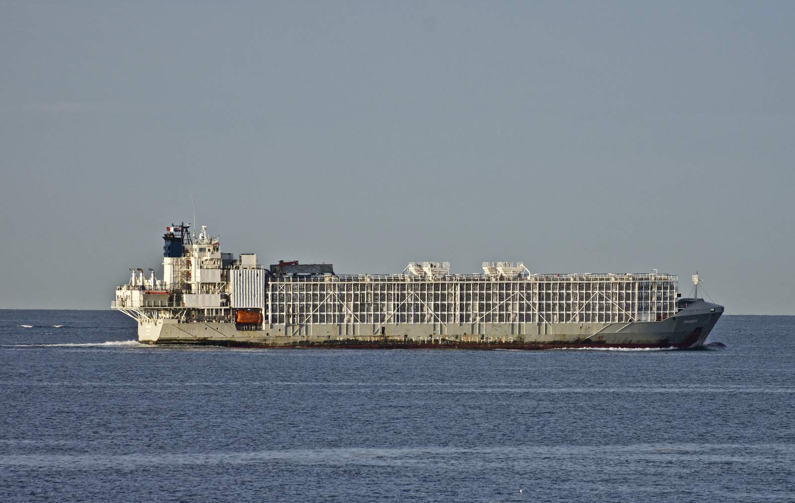 2nd crew member, dead cows found after ship sank off Japan