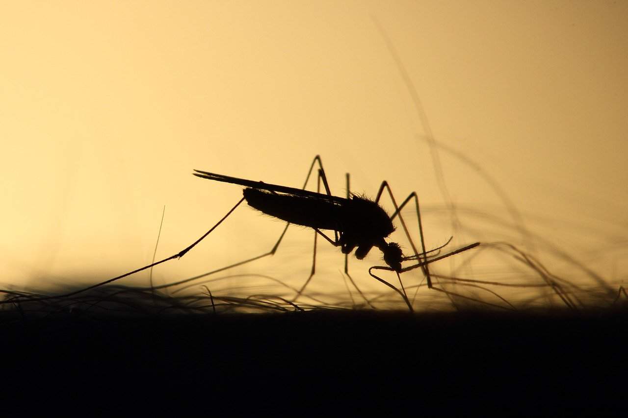 Hidalgo County reports 4 new West Nile cases, 3 new Dengue Fever cases