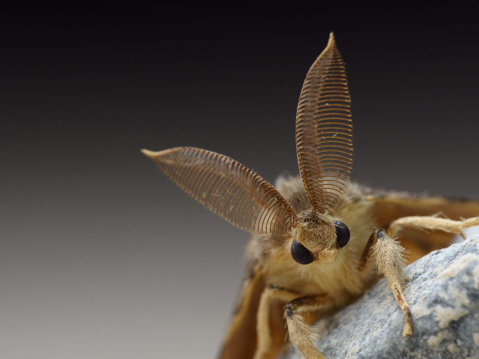 We may have another insect to worry about besides ‘murder hornets’
