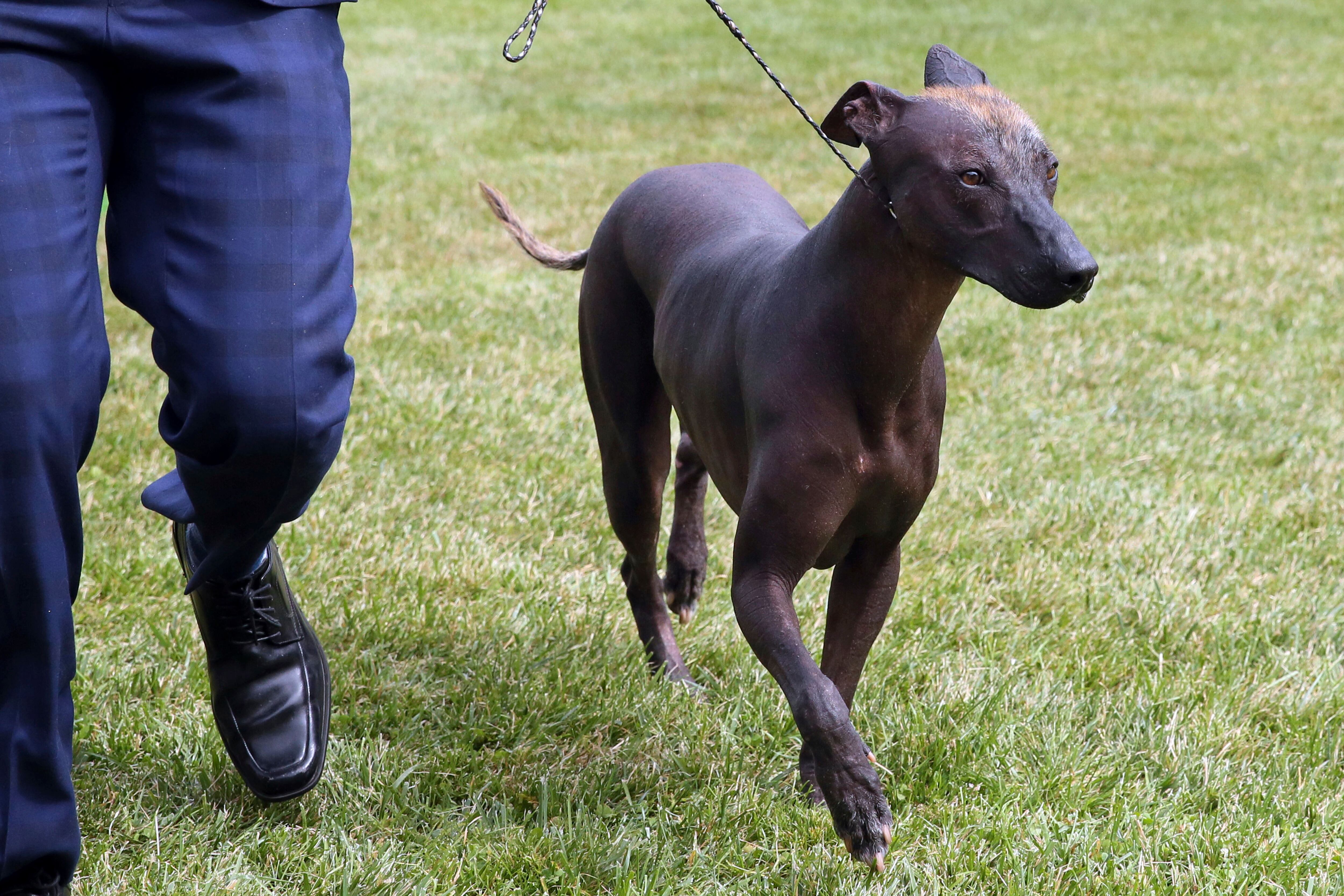 Westminster dog show gets 4 finalists, and one has NFL ties