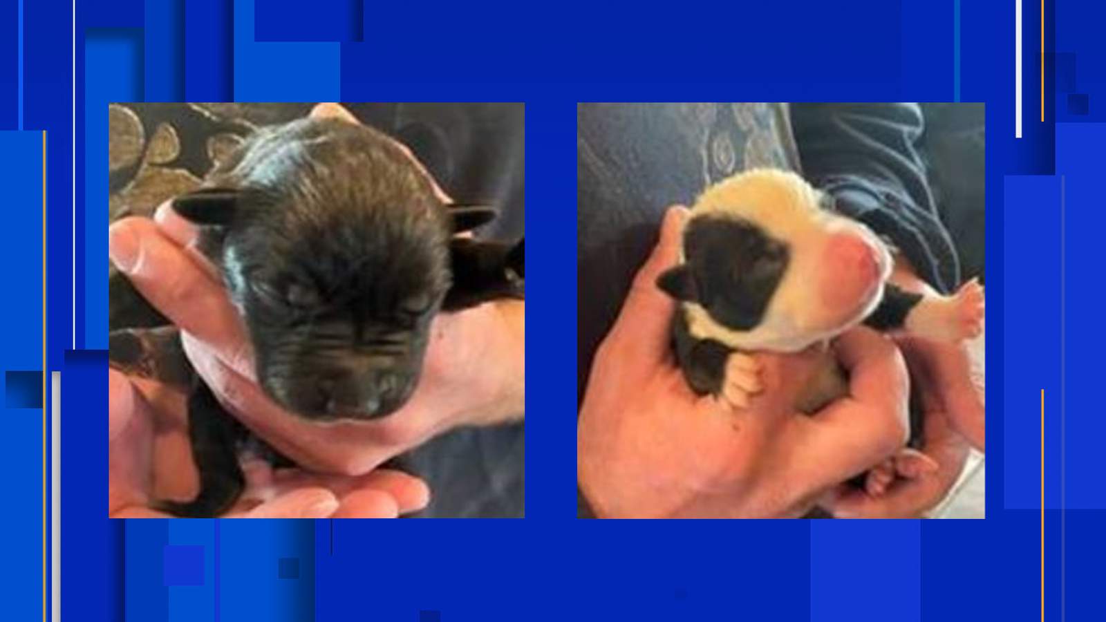 El Paso PD: Suspects sought for leaving 11 puppies inside dumpster near baseball field