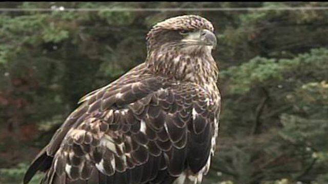 Bald Eagle Attacking Pets In Michigan