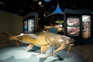 New museum exhibit highlights monster fish (Photos) - WTOP News