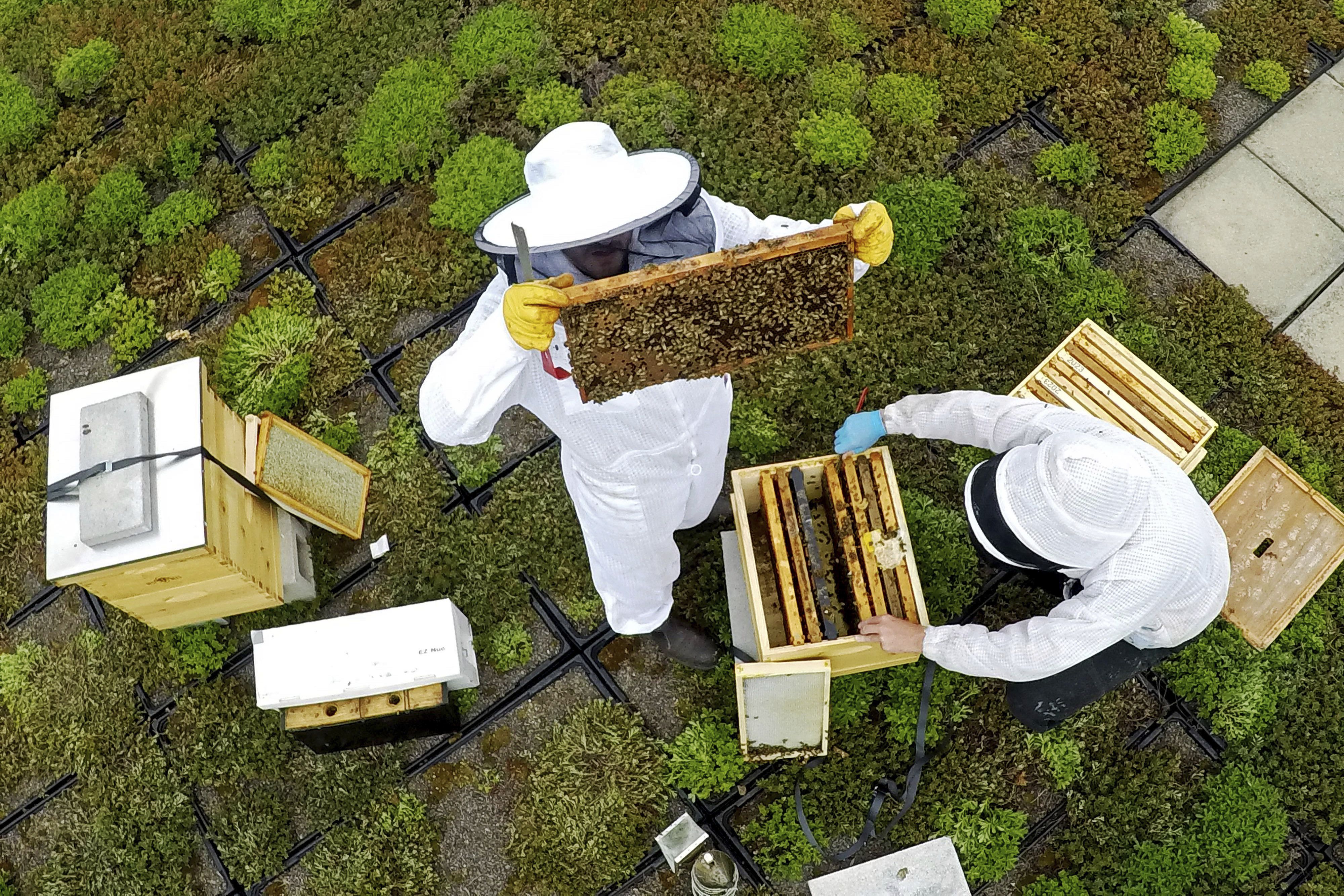 37 Buzz-Worthy Gifts For Beekeepers Guaranteed To Help Their Hives