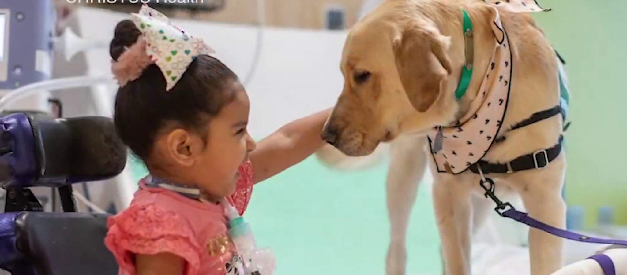 Therapy dog Marcus brings joy amid pandemic to Children’s Hospital of San Antonio